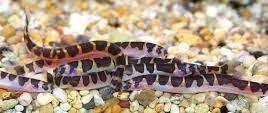 Kuhlii Loach - Ruby Mountain Aquarium supply