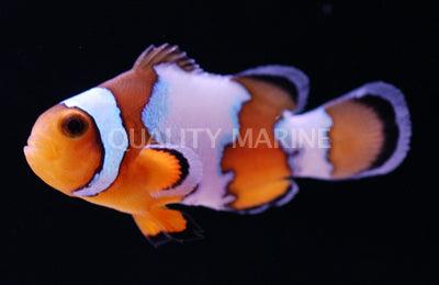 Premium Aquacultured Snowflake Ocellaris - Ruby Mountain Aquarium supply