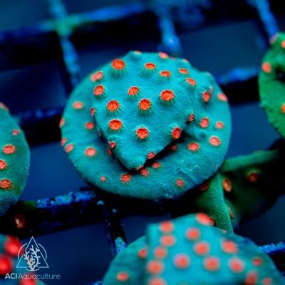 Cyphastrea Frags - Assorted - Ruby Mountain Aquarium supply