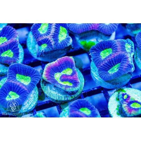 Dragon Soul Favites - Ruby Mountain Aquarium supply