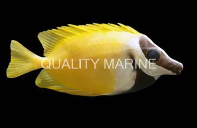 Foxface Rabbitfish - Ruby Mountain Aquarium supply
