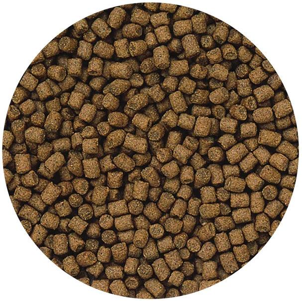 Hikari Lionhead Mini Sinking Pellet Food - Ruby Mountain Aquarium supply