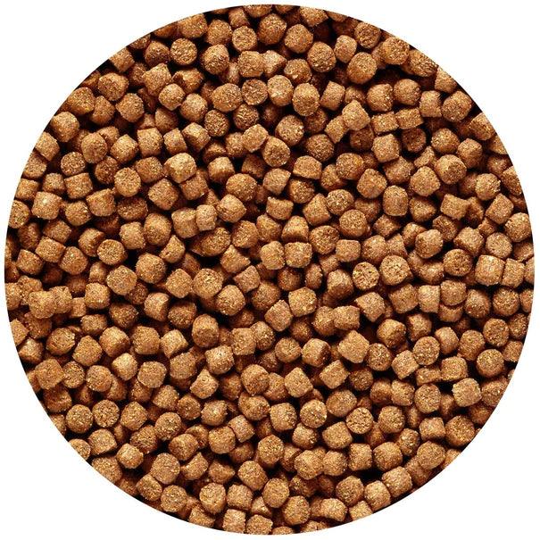 Hikari Sinking Cichlid Gold Medium Pellet Food - Ruby Mountain Aquarium supply