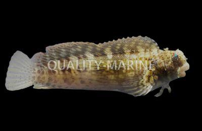 Lawn Mower Blennie (Sailfin Algae Blennie) - Ruby Mountain Aquarium supply