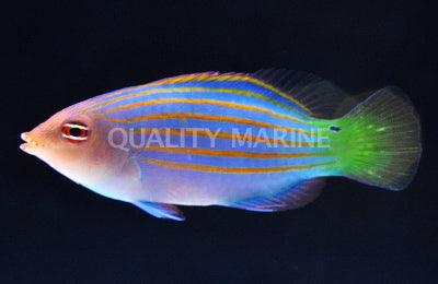 Six Line Wrasse - Ruby Mountain Aquarium supply