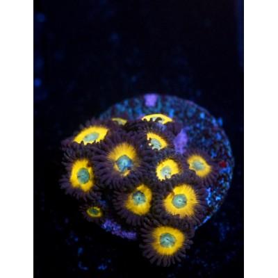 Zombie Banana Zoanthid - Multi polyp - Ruby Mountain Aquarium supply