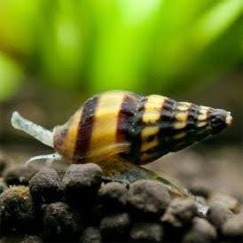 Assassin Snail - Ruby Mountain Aquarium supply