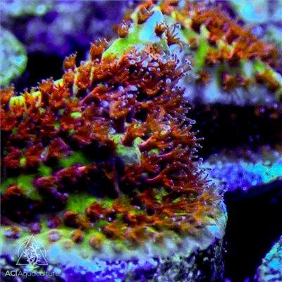 ACI Burning Banana Stylocoeniella - Ruby Mountain Aquarium supply