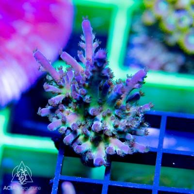 ACI Cali Tort - Ruby Mountain Aquarium supply