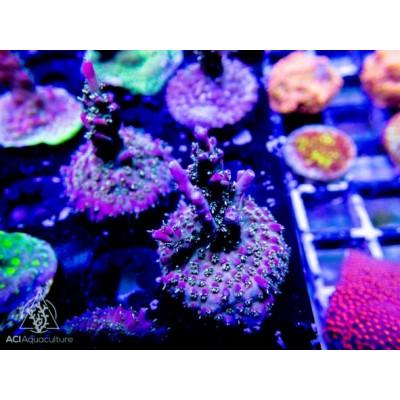 ACI Crimson Acropora – Ruby Mountain Aquarium supply