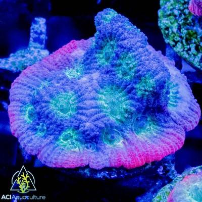 ACI Day Glo Favites - Ruby Mountain Aquarium supply