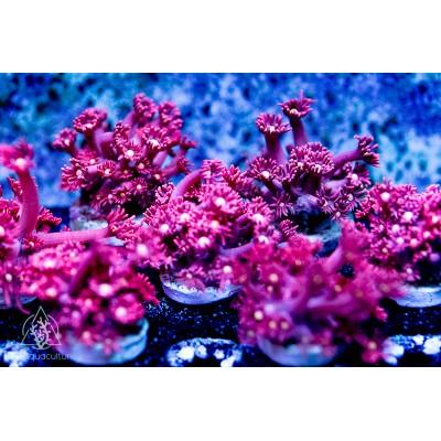 ACI Dragons Breath Goni - Ruby Mountain Aquarium supply