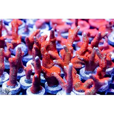 ACI Forest Fire Digi Montipora - Ruby Mountain Aquarium supply