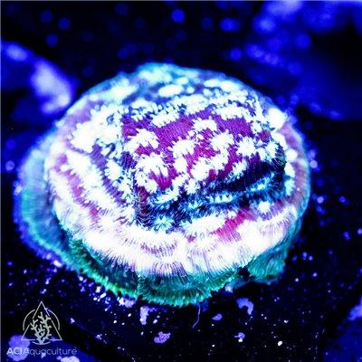 ACI Freeze Factor Leptoseris - Ruby Mountain Aquarium supply