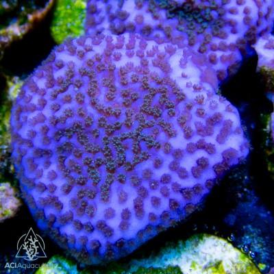 ACI Galaxy Montipora - Ruby Mountain Aquarium supply