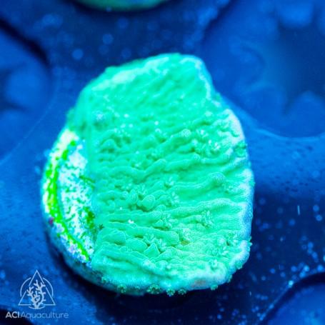 ACI Green Cap Montipora - Ruby Mountain Aquarium supply