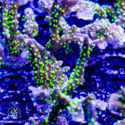 ACI Midnight Dynamite Montipora - Ruby Mountain Aquarium supply