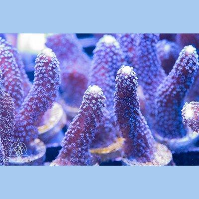 ACI Milka Stylophora - Ruby Mountain Aquarium supply