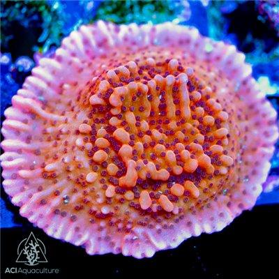 ACI Nauti Spiral Montipora - Ruby Mountain Aquarium supply