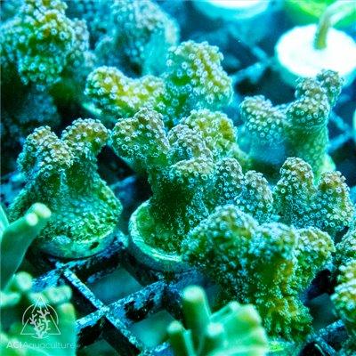 ACI Neon Green Seriatopora guttatus - Ruby Mountain Aquarium supply