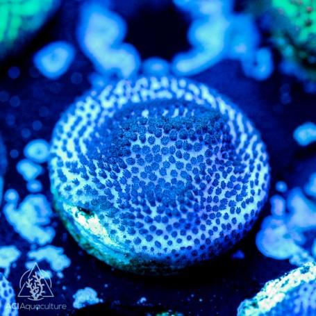 ACI Purple Haze Montipora - Ruby Mountain Aquarium supply