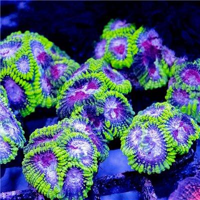 ACI Purple Heart Dipsastraea / Favia - Ruby Mountain Aquarium supply