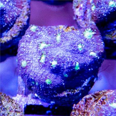 ACI Purple Stunner Chalice - Ruby Mountain Aquarium supply