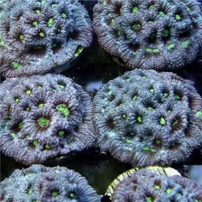 ACI Silver Surfer War Coral - Ruby Mountain Aquarium supply