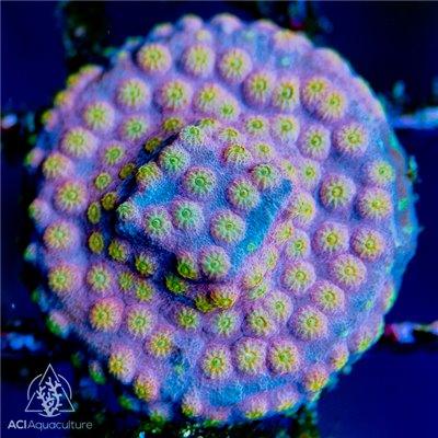 ACI Sunrise Cyphastrea - Ruby Mountain Aquarium supply