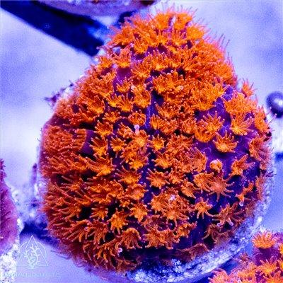 ACI Trick or Treat Stylocoeniella - Ruby Mountain Aquarium supply