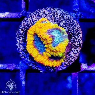 ACI Yellow Submarine Dipsastrea / Favia - Ruby Mountain Aquarium supply