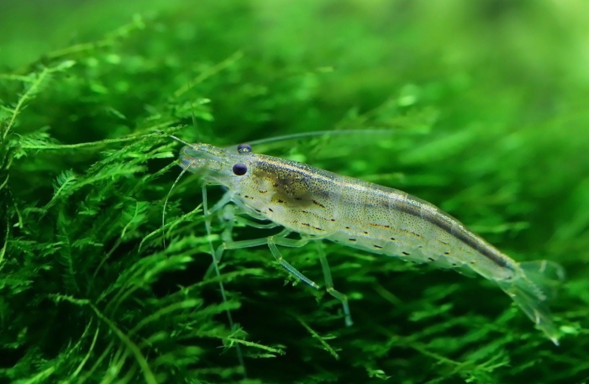 Amano Shrimp - Ruby Mountain Aquarium supply