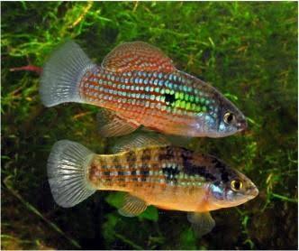 American Flagfish - Ruby Mountain Aquarium supply