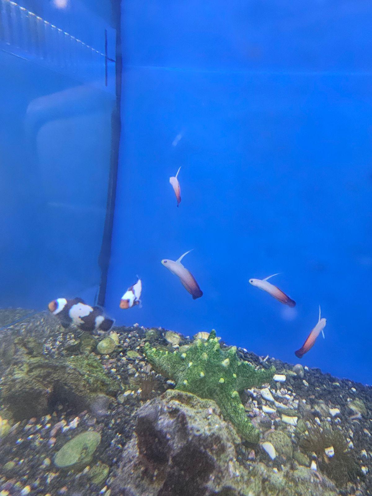 Aquacultured Black Phantom Snowflake Ocellaris Clownfish - Ruby Mountain Aquarium supply