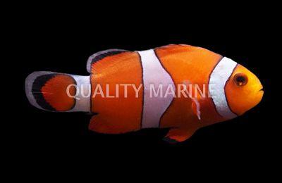 Aquacultured Ocellaris ClownFish - Ruby Mountain Aquarium supply