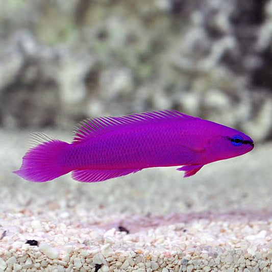 Aquacultured Orchid Dottyback - Ruby Mountain Aquarium supply
