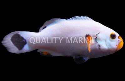 Aquacultured Platinum Ocellaris Clownfish - Ruby Mountain Aquarium supply