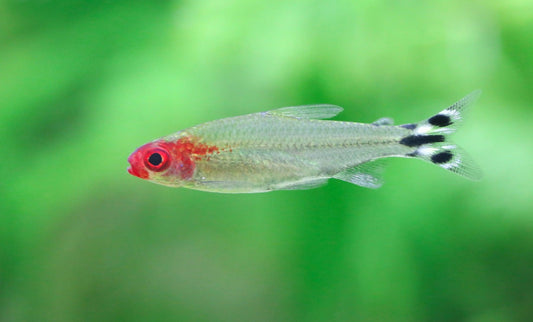 Asian Rummynose Tetra - Ruby Mountain Aquarium supply