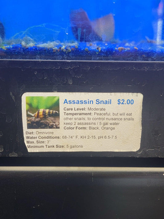 Assassin Snail - Ruby Mountain Aquarium supply