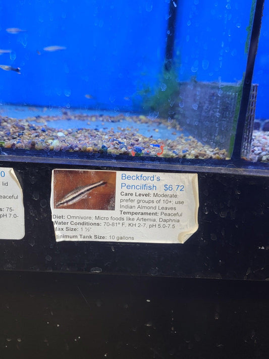 Beckfords Pencilfish - Ruby Mountain Aquarium supply