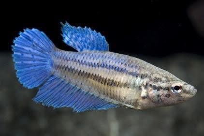 Betta-Female - Ruby Mountain Aquarium supply