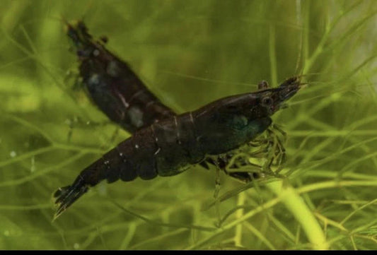 Black Carbon Shrimp - Ruby Mountain Aquarium supply