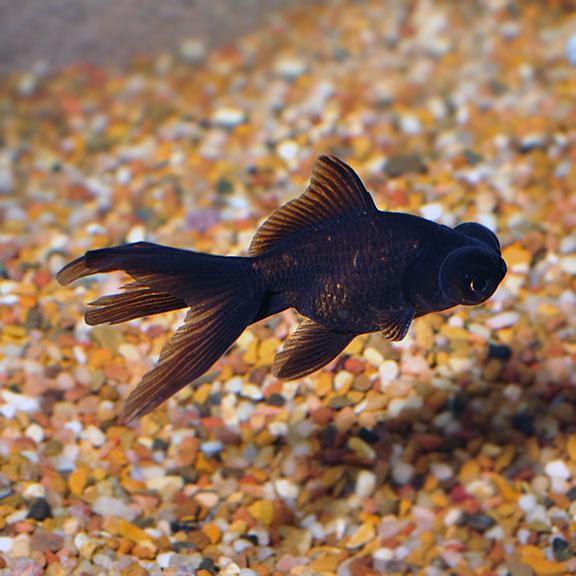 Black Moor Goldfish - Ruby Mountain Aquarium supply