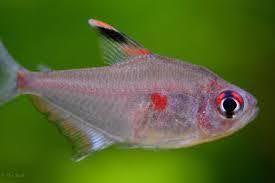 Bleeding Heart Tetra - Ruby Mountain Aquarium supply