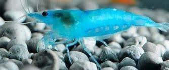 Blue Neocardina shrimp - Ruby Mountain Aquarium supply