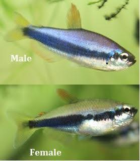 Blue/Purple Emperor Tetra - Ruby Mountain Aquarium supply