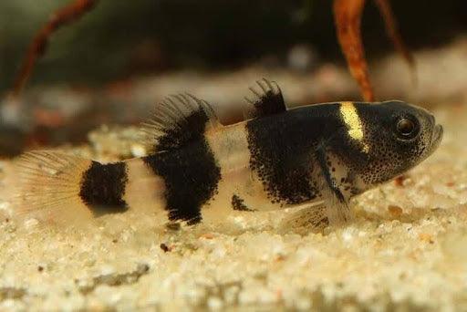 Bumblebee Goby - Ruby Mountain Aquarium supply