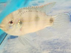 Butterfly Cichlid - Ruby Mountain Aquarium supply