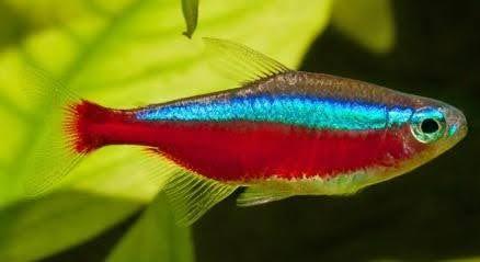 Cardinal Tetra - Ruby Mountain Aquarium supply