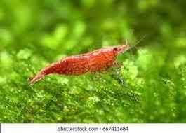 Cherry Neocardinia Shrimp - Ruby Mountain Aquarium supply